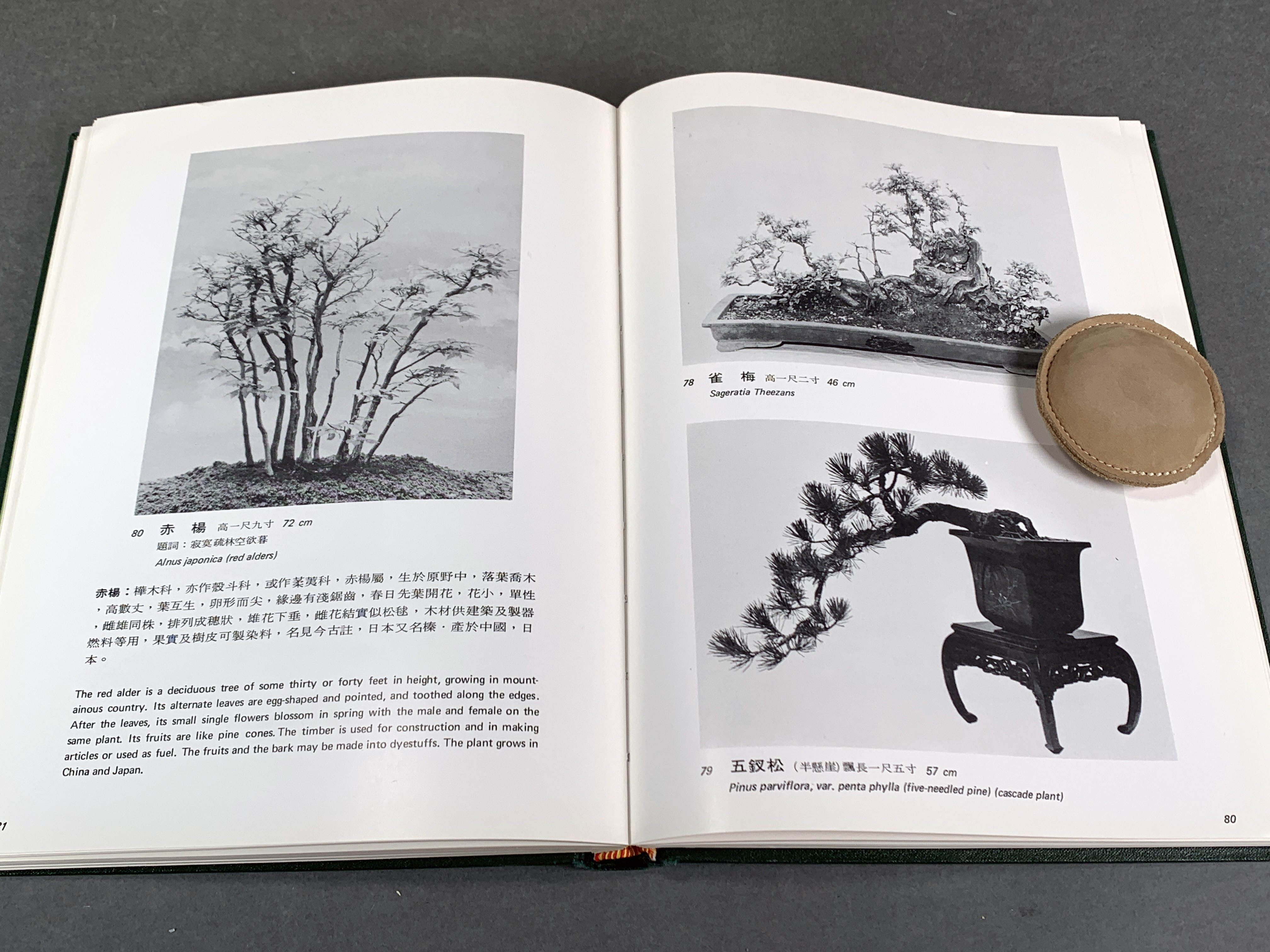 Large Lot Of Books On The Art Of Bonsai image 3