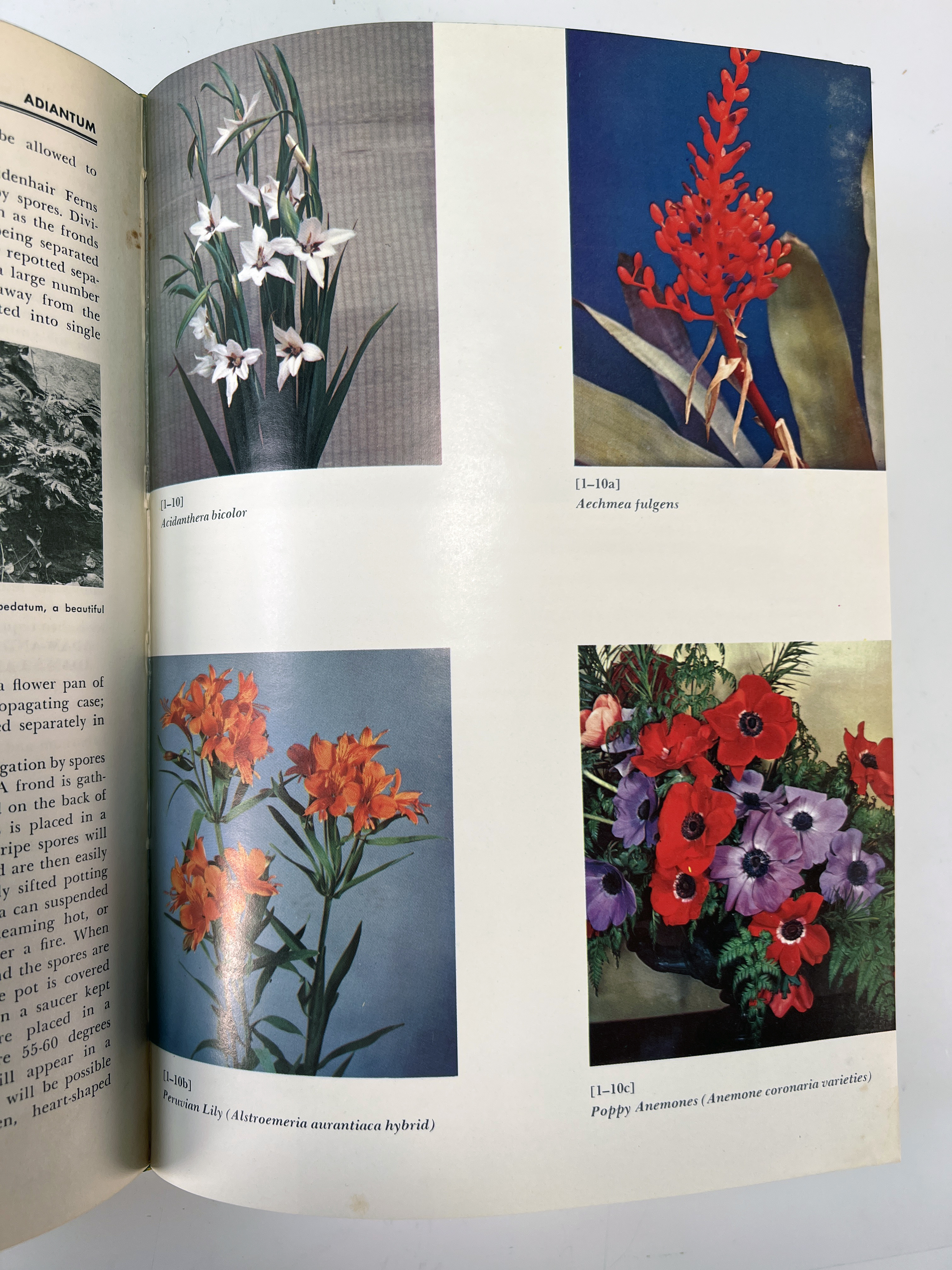 New Illustrated Encyclopedia Of Gardening 1960 image 5