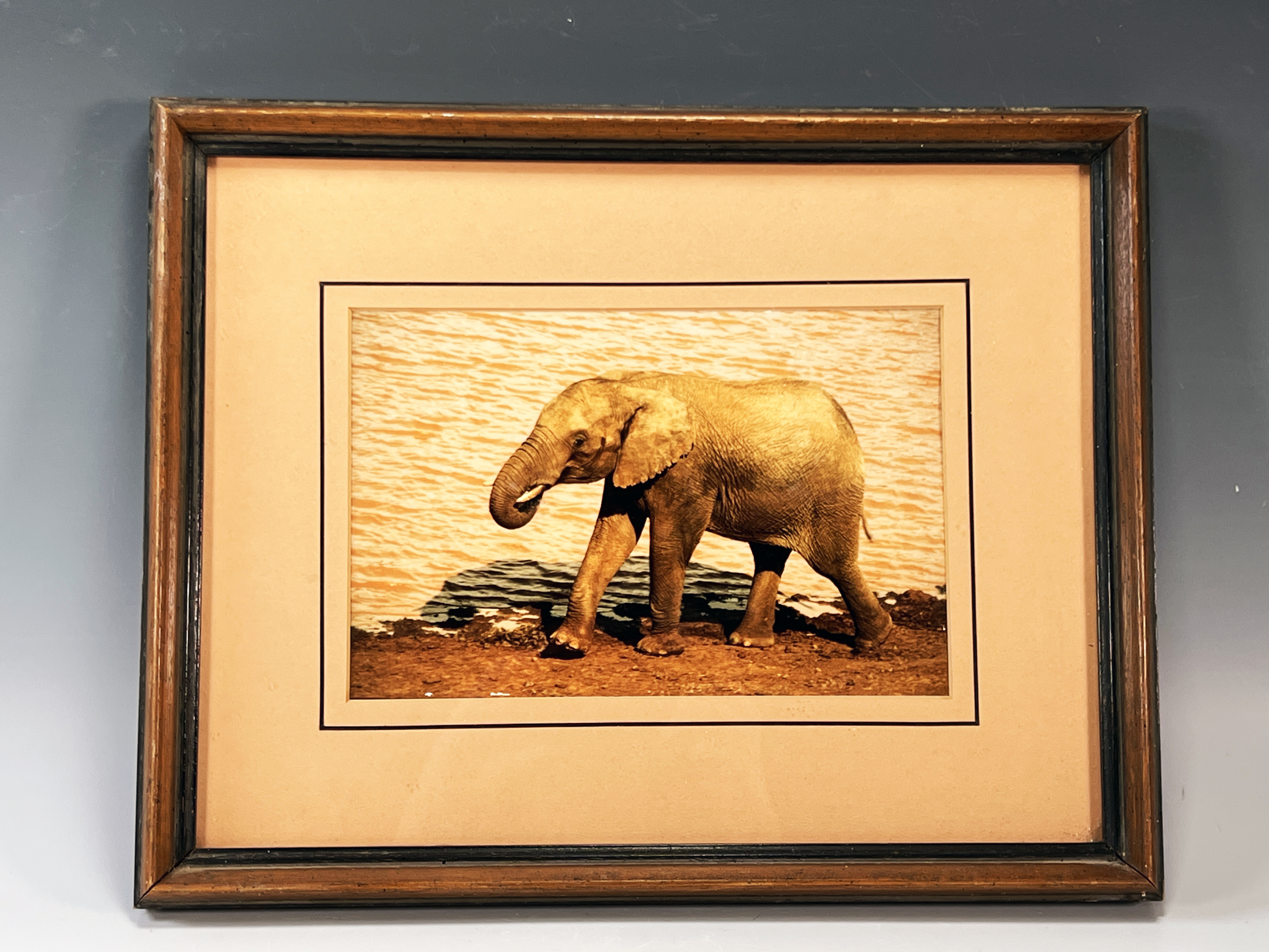 Photo Of Elephant image 1
