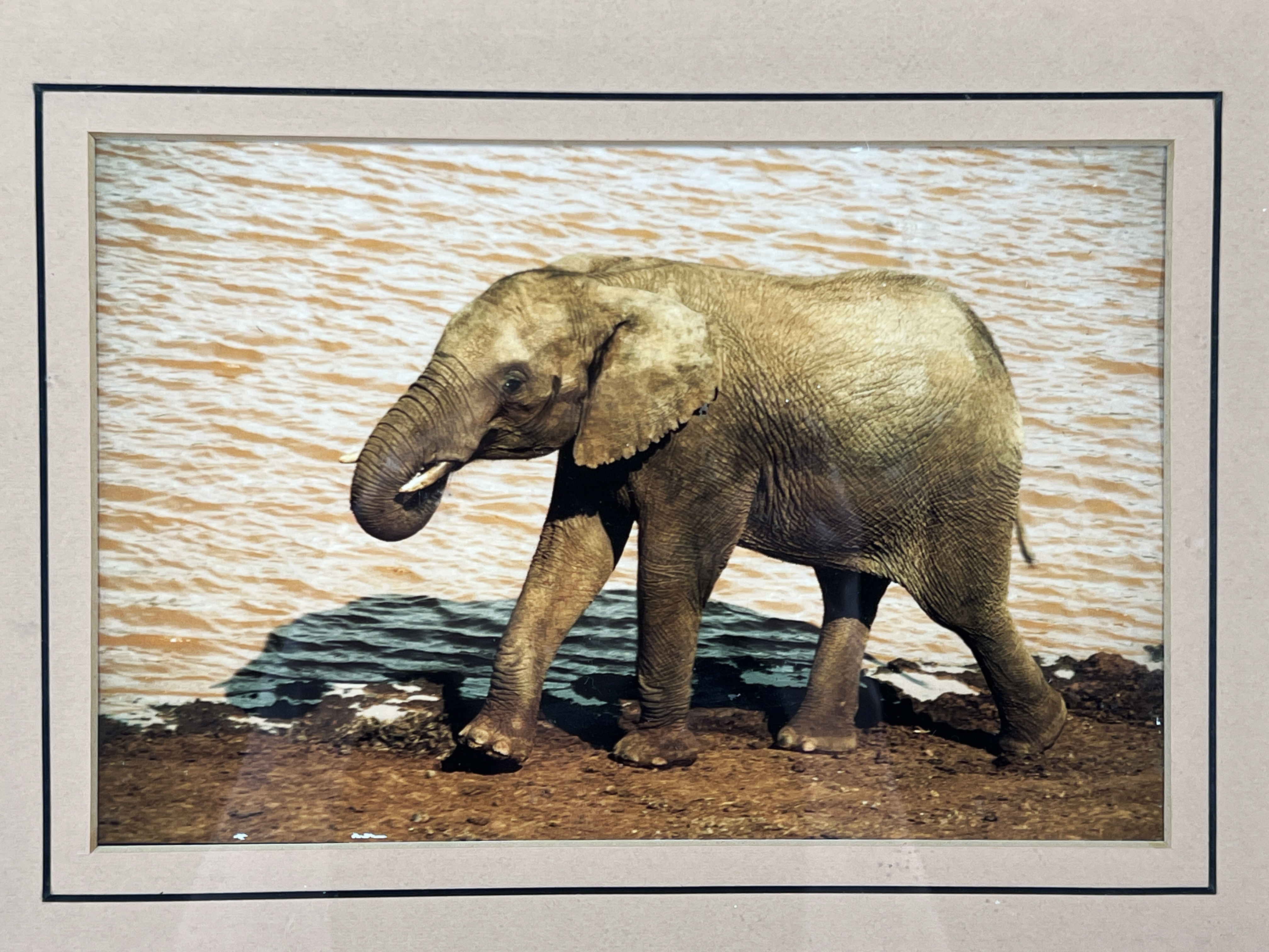 Photo Of Elephant image 2