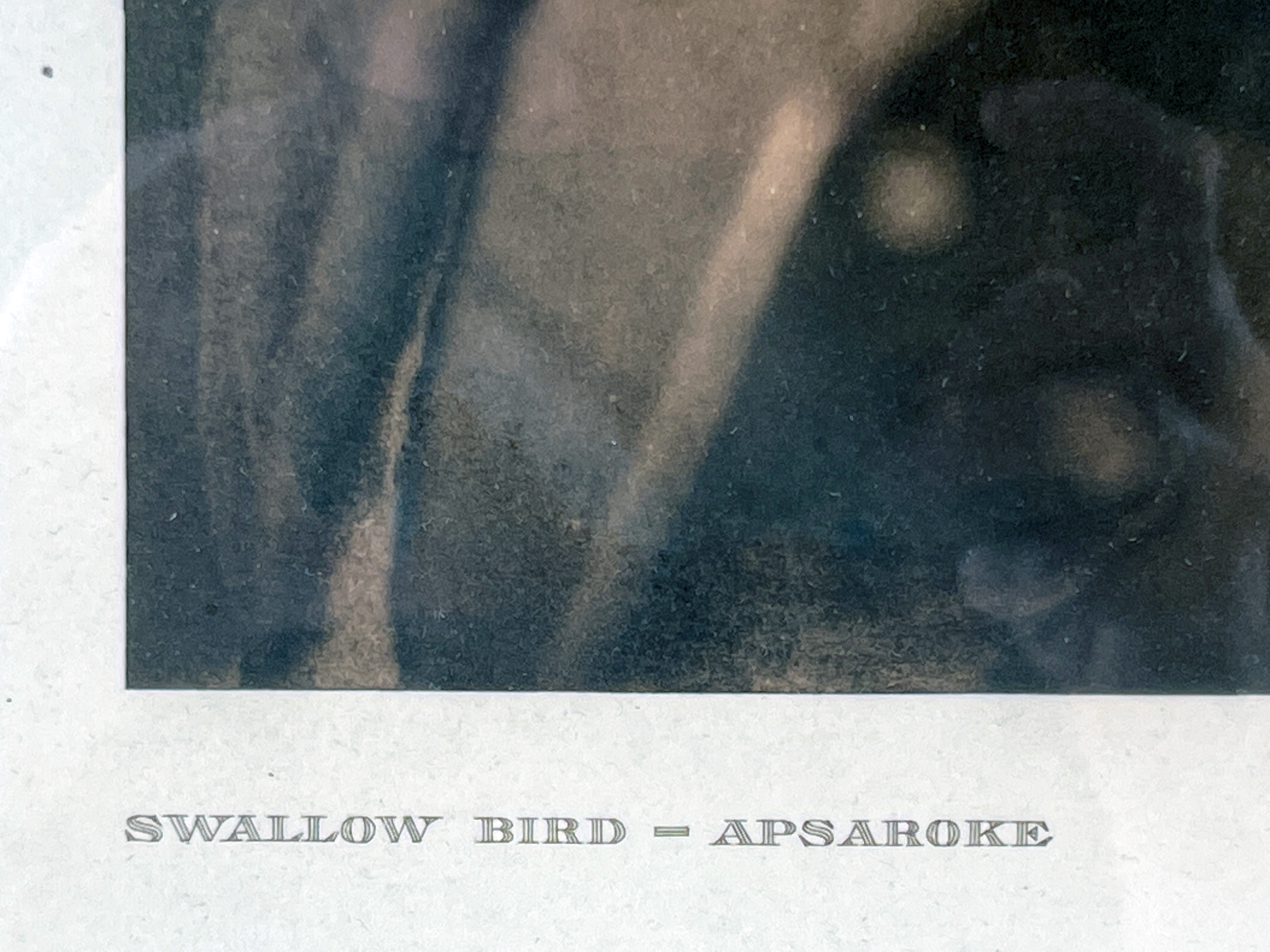 Curtis Photograph Of Swallow Bird Apsorke Print image 3