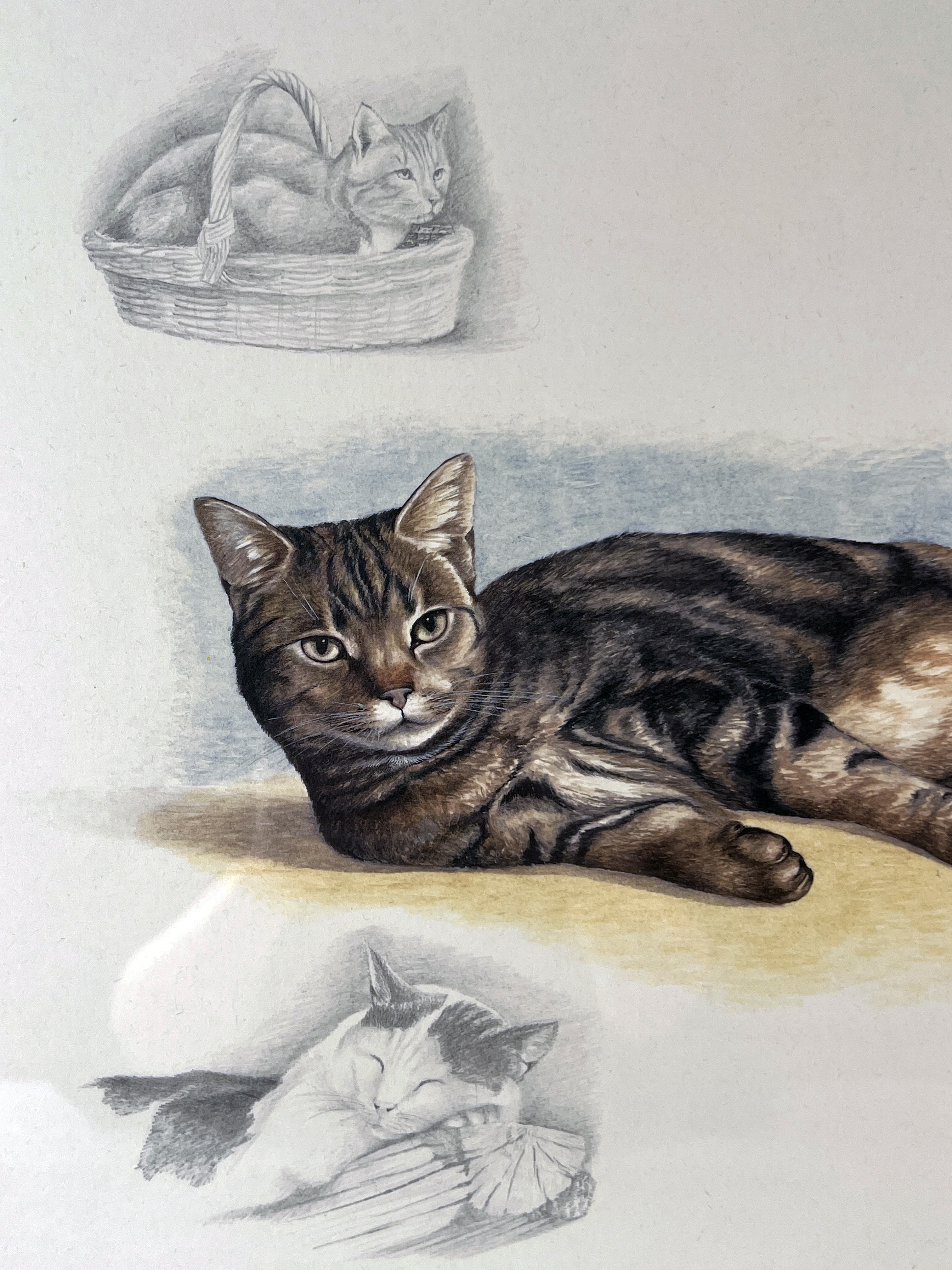 Nigel Hemming Signed Cat Study image 3