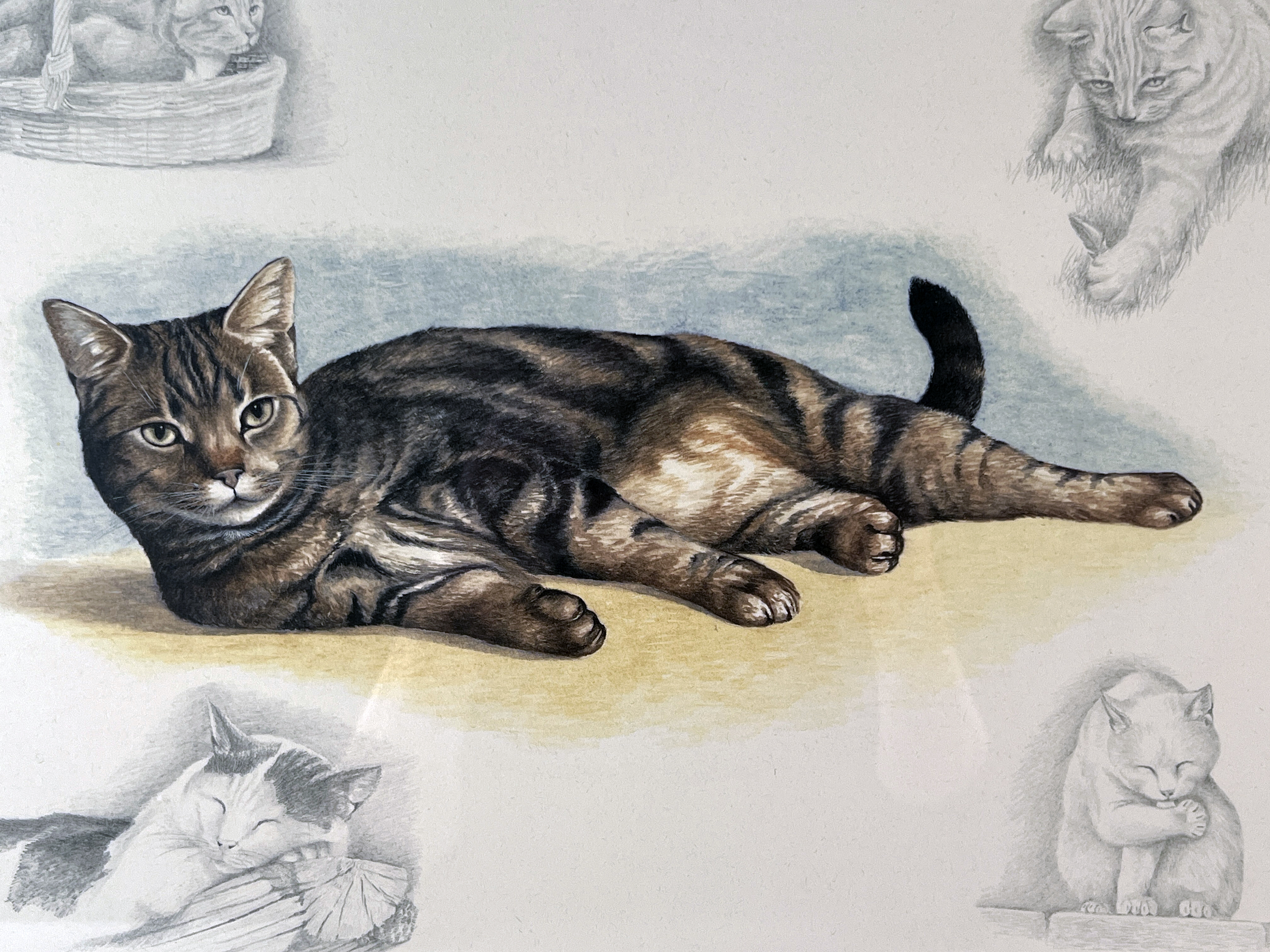 Nigel Hemming Signed Cat Study image 5